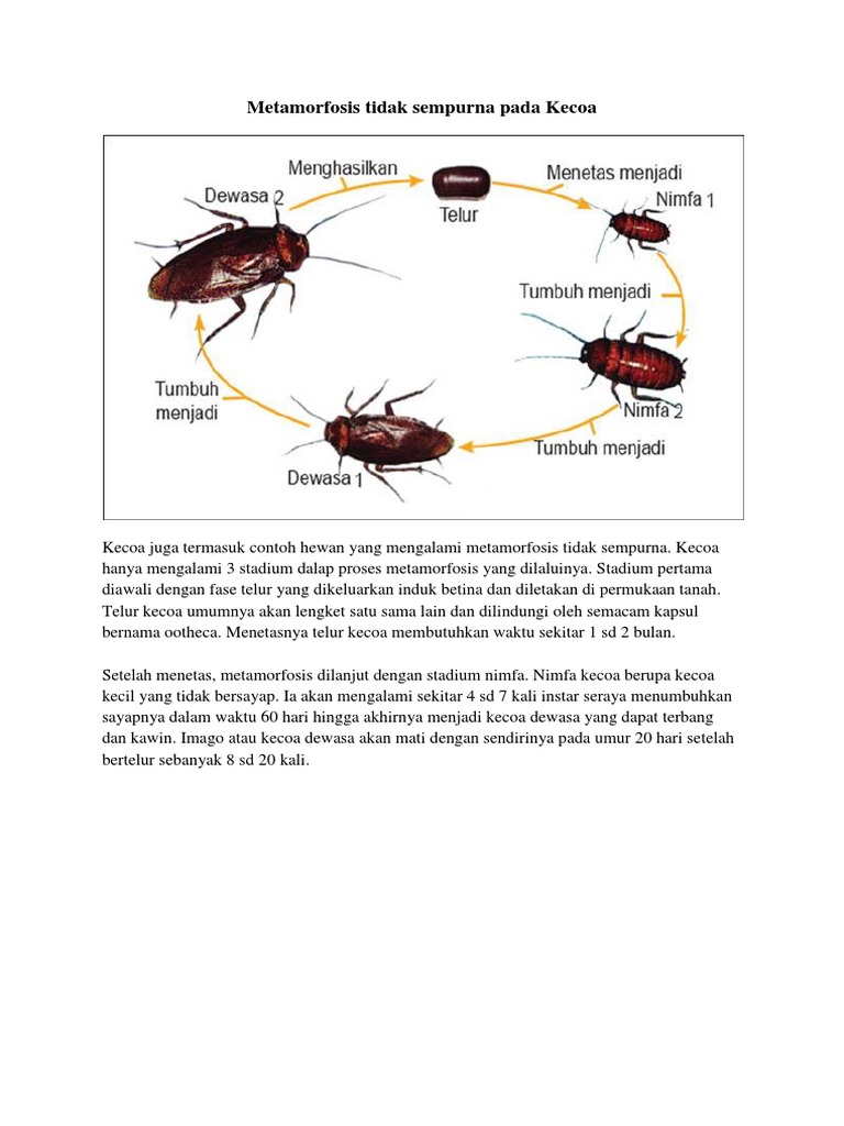 Metamorfosis Tidak Sempurna Pada Kecoa