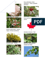 50 Plantas Con Fotos y Sus Nombres Cientificos