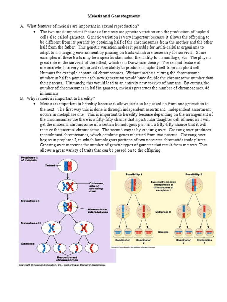 Mitosis and meiosis pdf image