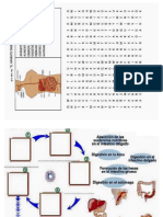 Actividad Digestion