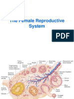 Female Reproductive System