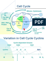 Cell Cycle: RNA, Protein Mitosis, Cytokinesis