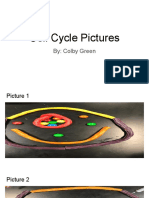 Cell Cycle Pictures - Colby Green