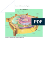 Struktur Sel Tumbuhan dan Fungsinya