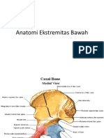 Anatomi Ekstremitas Bawah