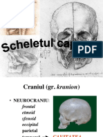 Craniul