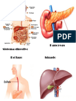 Pancreas Sistema Digestivo