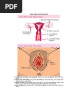 Download Alat Reproduksi Wanita Dan Pria by hila SN36950786 doc pdf