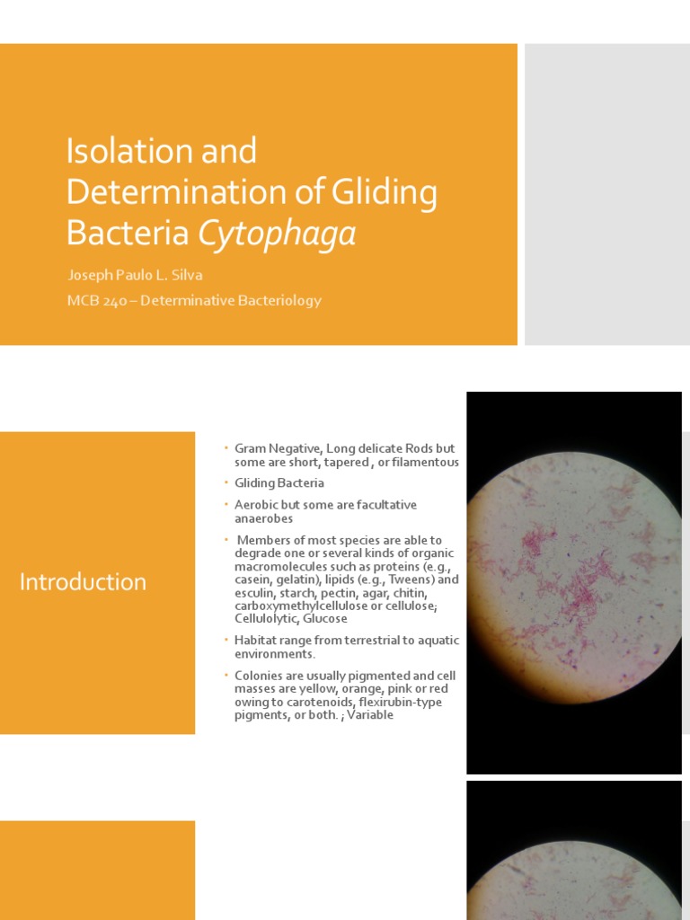 Isolation and Determination of Gliding Bacteria Cytophaga PDF