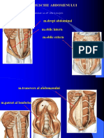 Muschii Abdomenului