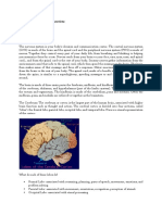 Brain Structures and Their Functions