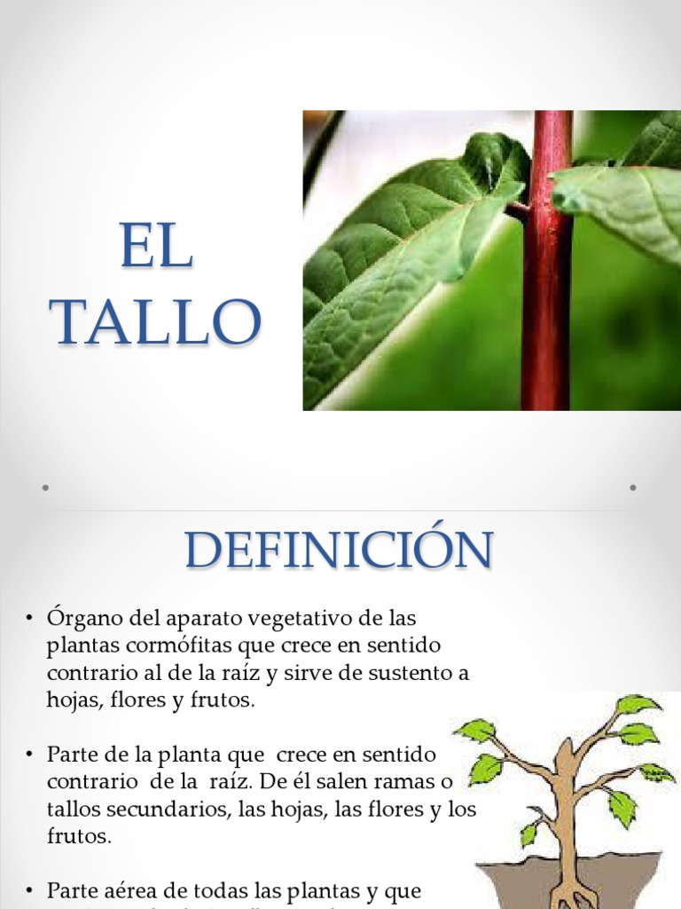 Definición y funciones del tallo | PDF | Tallo de la planta | Hoja