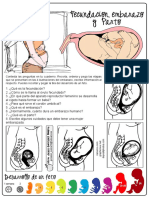 03 Fecundación Embarazo y Parto