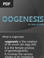 01 Oogenesis