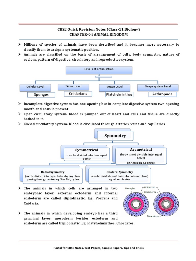 Class 11 Animal Kingdom Overview | PDF | Zoology | Organisms
