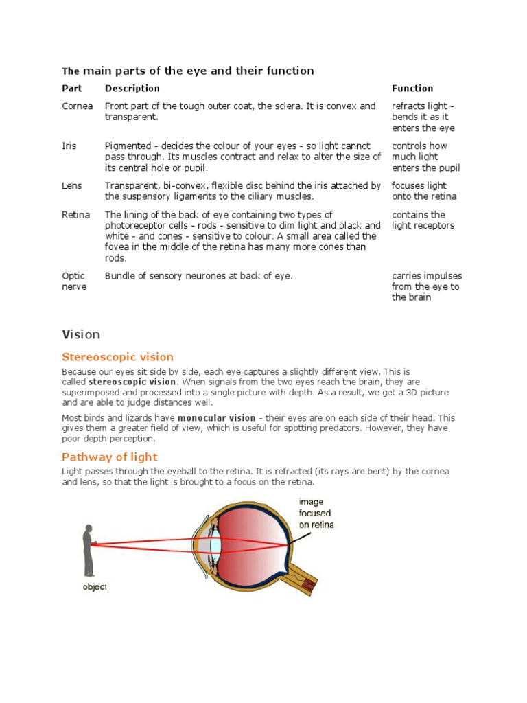 The Main Parts of The Eye and Their Function | Eye | Neuron