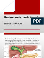  Pancreas