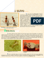 mosca_olivo.pdf