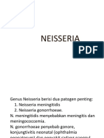 New Neisseria