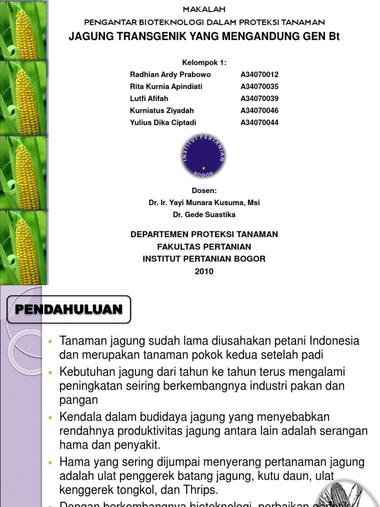 Jagung Transgenik Ppt