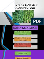 Hama Pada Tanaman Kacang Panjang