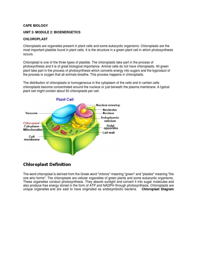 Chloroplast Notes Chloroplast Photosynthesis Free 30day Trial
