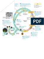 Ciclo de Vida Fungos