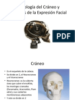 Huesos Craneo y Musculos