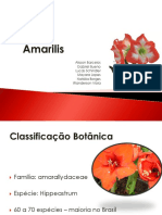 Amarilis Cultivo