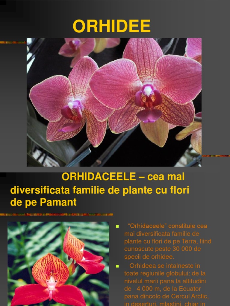 Orhidee | PDF