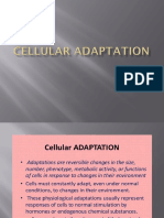 Cellular Adaptation