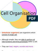 1 Cell Organization.ppt
