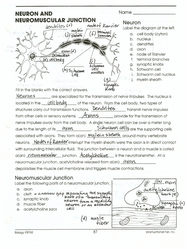 Neuron and Neuromuscular Junction Handout Ans