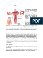 Aparato Genital Femenino