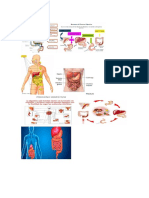 Sistema Digestivo