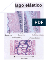 Practica 5-Cartilago y Hueso PDF