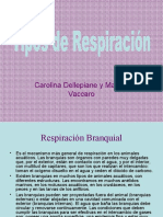 Tiposderespiracion1 091024205326 Phpapp01