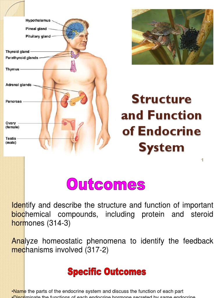 Structure and Function of The Endocrine System | PDF | Hormone ...