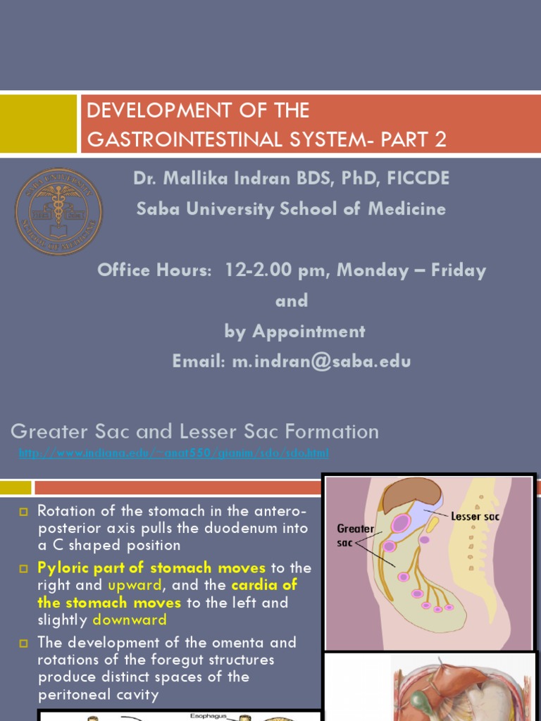 Gastrointestinal System Development Part 2 | PDF | Liver | Pancreas