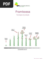 framboesa