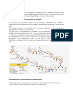 Fermentación Conceptos PDF