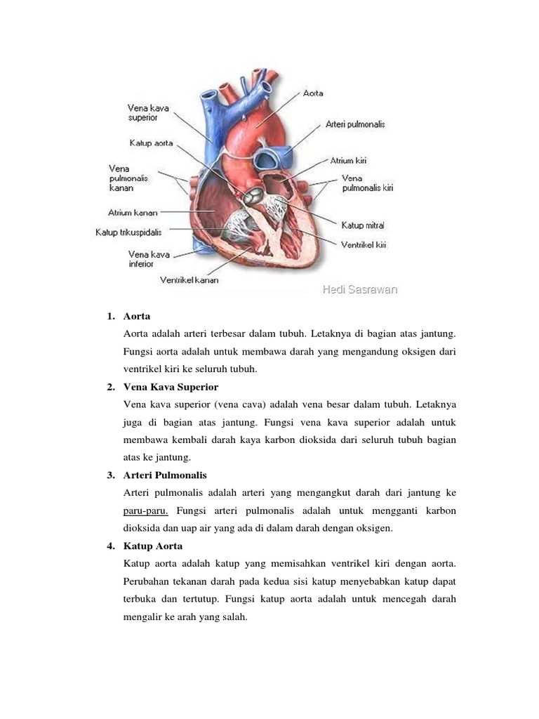 Fungsi aorta