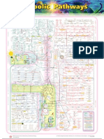 Metabolic Pathways Updated 4.19.05