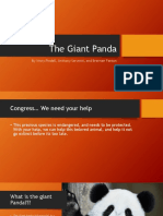 Giant Panda