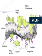 02.-MEMBRANA_PLASMATICA_1.pdf