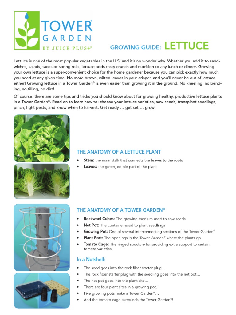 PDF Lettuce | Download Free PDF | Lettuce | Plants