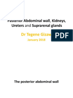 Pasterior Abdominal Wall, Kidneys, Ureters And