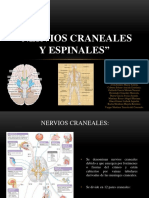 Nervios Craneales y Espinales