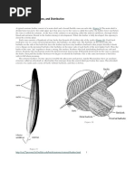 Types of Bird Feathers Explained | PDF | Feather | Ornithology