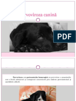 Parvoviroza Canină